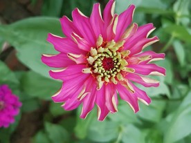 百日菊