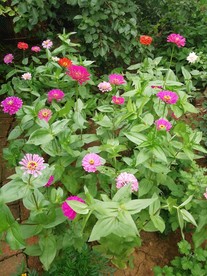 百日菊花园