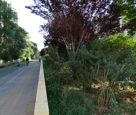 阳光人森林和谐