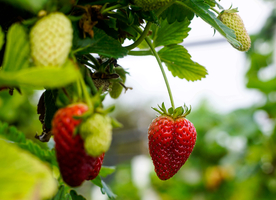 草莓