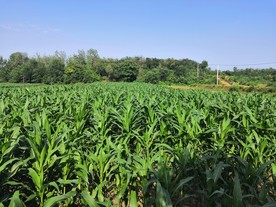 农村玉米地