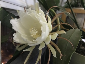 昙花