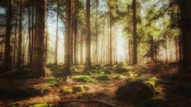 山水  森林一角 唯美  图片