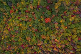 山水  森林一角 唯美  图片