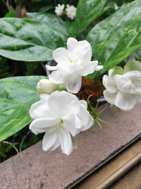 茉莉花