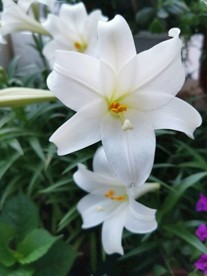 百合花