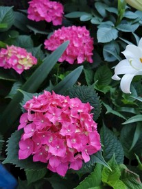 绣球花