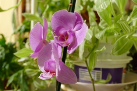 蝴蝶兰