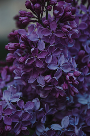 插花 花艺