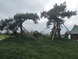 王屋山老街迎客松