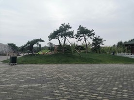 王屋山老街迎客松