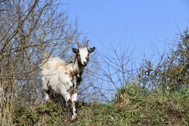 山羊