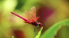 红色蜻蜓停留在绿色植物上