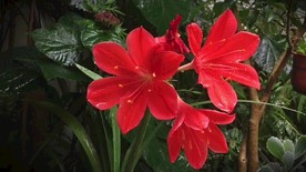 顶上红花朵特写