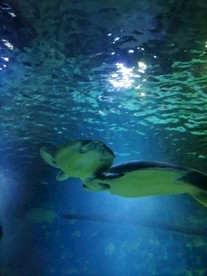 海洋公园里的海龟