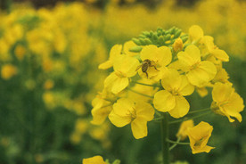 油菜花