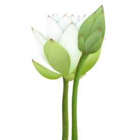 花朵绿叶插画清新海报素材