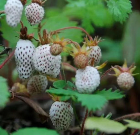 野生草莓