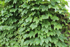 爬山虎