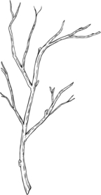 树枝素描