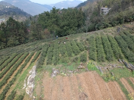 航拍鸟瞰茶田鸟瞰茶园茶