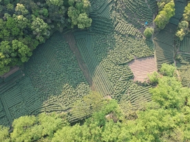 航拍鸟瞰茶田鸟瞰茶园茶