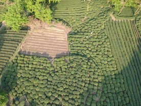 航拍鸟瞰茶田鸟瞰茶园茶