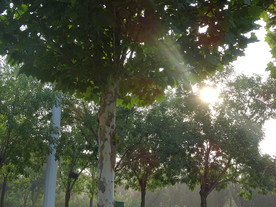 树林里透过阳光