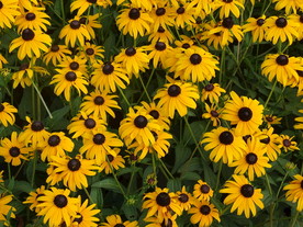 鲜艳黄色花高清图