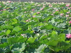 夏日荷花高清图