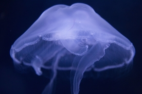 水母