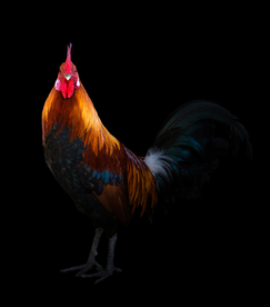 公鸡