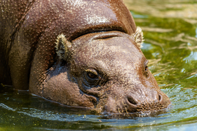 河马