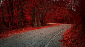 红叶森林小路图片