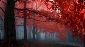 红叶迷雾森林摄影图片