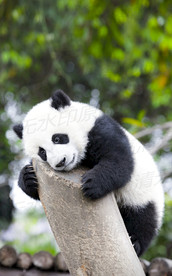 熊猫呆呆