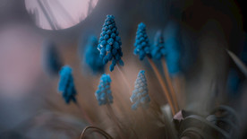 稀有植物摄影图片