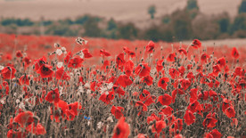 罂粟花海摄影图片