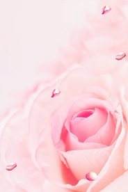 粉色玫瑰花背景