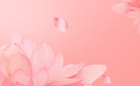粉色荷花背景