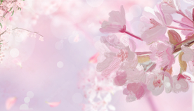 粉色樱花背景