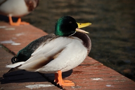 绿头鸭