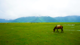 拉市海草海风光