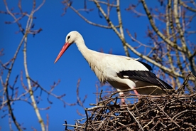 白鹳