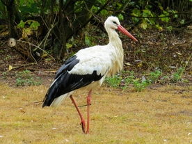 白鹳