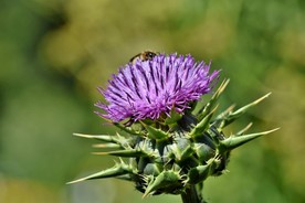 霍香蓟 小清新 花儿鲜花 花