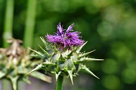 霍香蓟 小清新 花儿鲜花 花