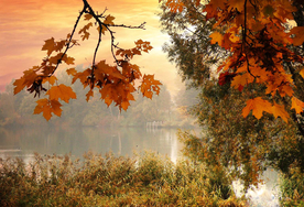 超好看枫叶背景