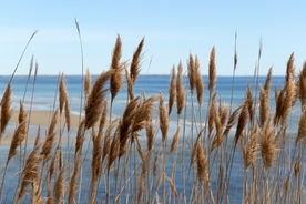 唯美芦苇荡背景