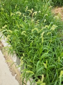 狗尾巴草图片
